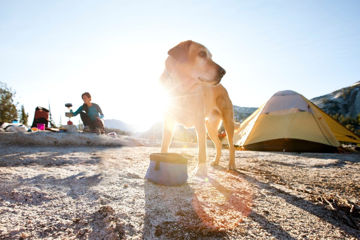 Dog with bowl