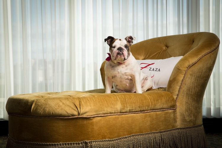 bulldog sitting on a gold colored chair with white throw pillow