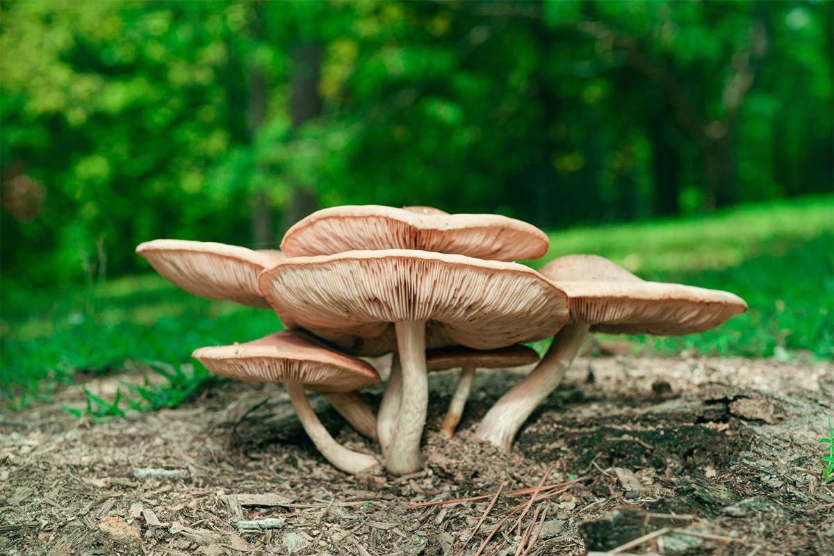 A cropping of mushrooms on the forest floor. Now that mushroom coffee has exploded in popularity, let's look at what we known about its efficacy.