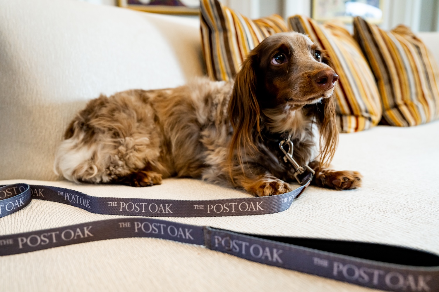 small spotted dog with leash on laying down on furniture