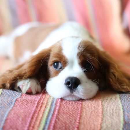 Anxious dog