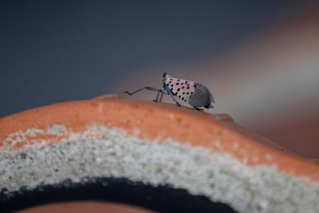 Spotted Lanternflies Now Have Their Own Influencer