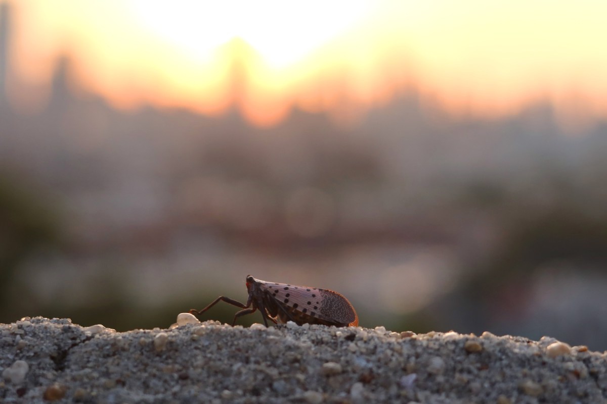 Spotted lanternfly