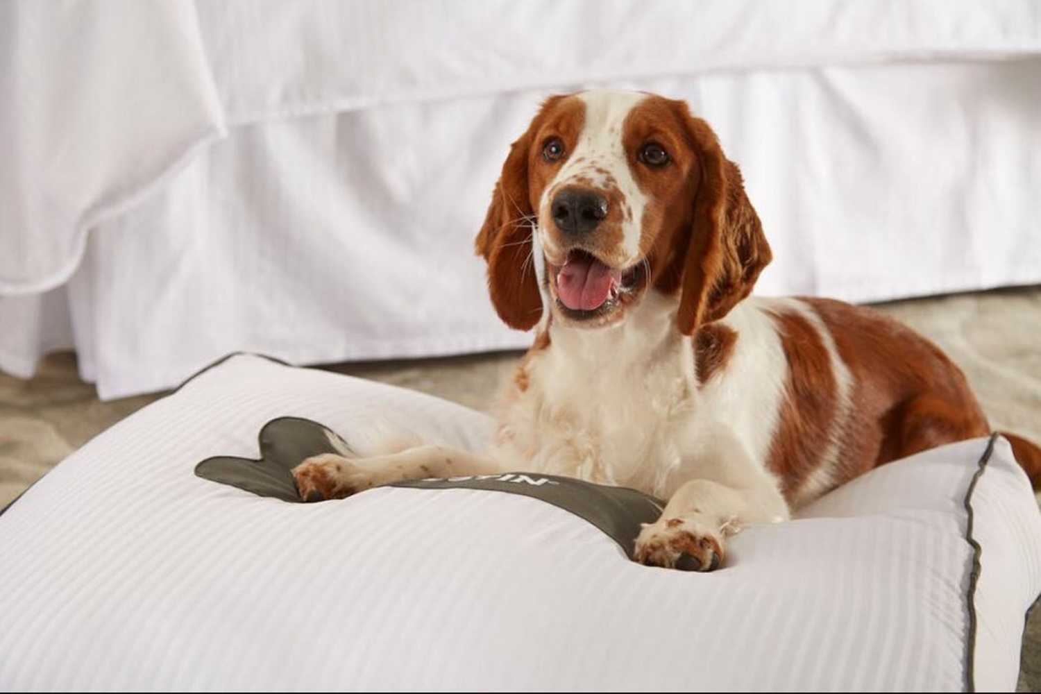 spotted dog laying down on a white cushion with a gray bone design on it